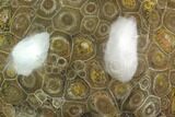 Polished Fossil Coral (Actinocyathus) - Morocco #128189-1
